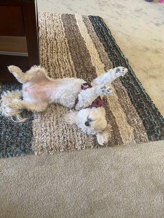 Bella acting silly. She sleeps like this sometimes!